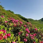Boutiquehotel Hohes Licht 4* Damüls