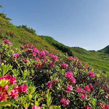 Boutiquehotel Hohes Licht 4* Damuels